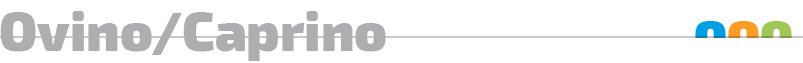 Ovino/Caprino