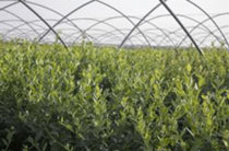 Foro Agro Ganadero