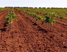 Foro Agro Ganadero