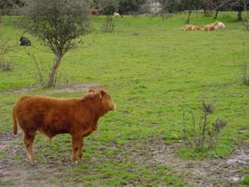Foro Agro Ganadero