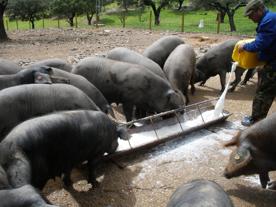 Foro Agro Ganadero