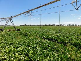 Foro Agro Ganadero