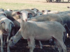 Foro Agro Ganadero