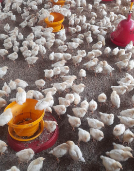 Foro Agro Ganadero
