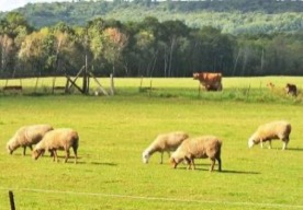 Foro Agro Ganadero