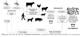 Foro Agro Ganadero