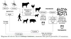 Foro Agro Ganadero