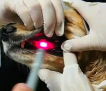 Terapia gingivitis perro