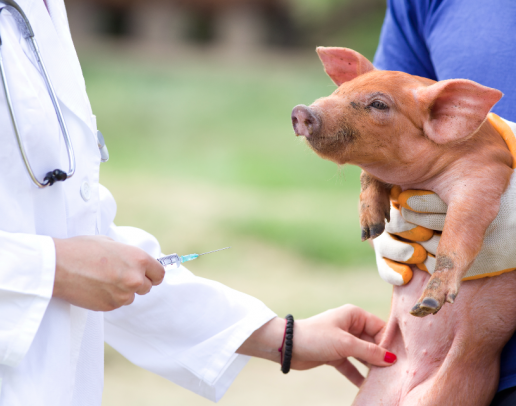 MSD Animal Health levanta una escultura para celebrar las ventas de su vacuna Porcilis PCV M Hyo.