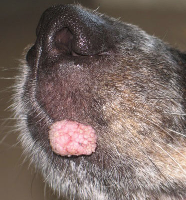 papiloma virus canino tratamiento