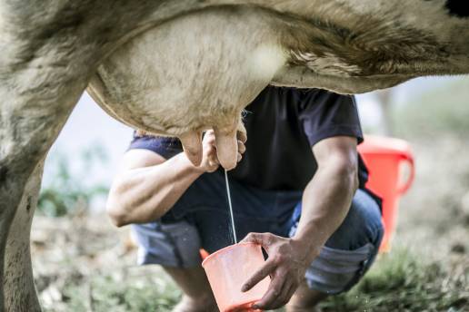 Evaluación de la catelicidina en la leche para la detección de mastitis bovina, foto ubre leche vaca