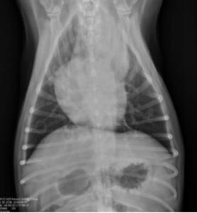 Tumores de las vías respiratorias en perros, foto rx tumor respiratorio