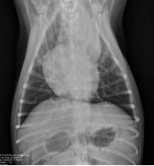 Tumores de las vías respiratorias en perros, foto rx tumor respiratorio