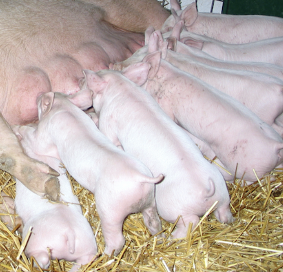 Papel de los aminoácidos funcionales en el desarrollo de la placenta de cerdo