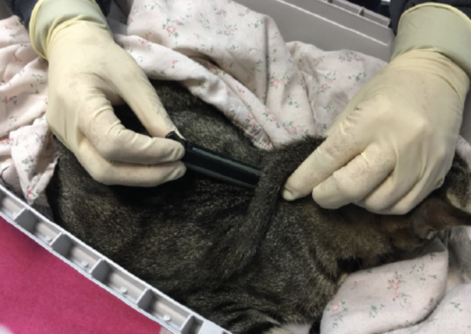 Reacción adversa al metimazol y tratamiento definitivo con iodo 131 en una gata con hipertiroidismo