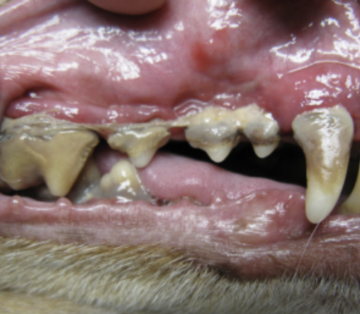 Relación entre enfermedad periodontal y sistémica en perros, FOTO DIENTESS SARRO