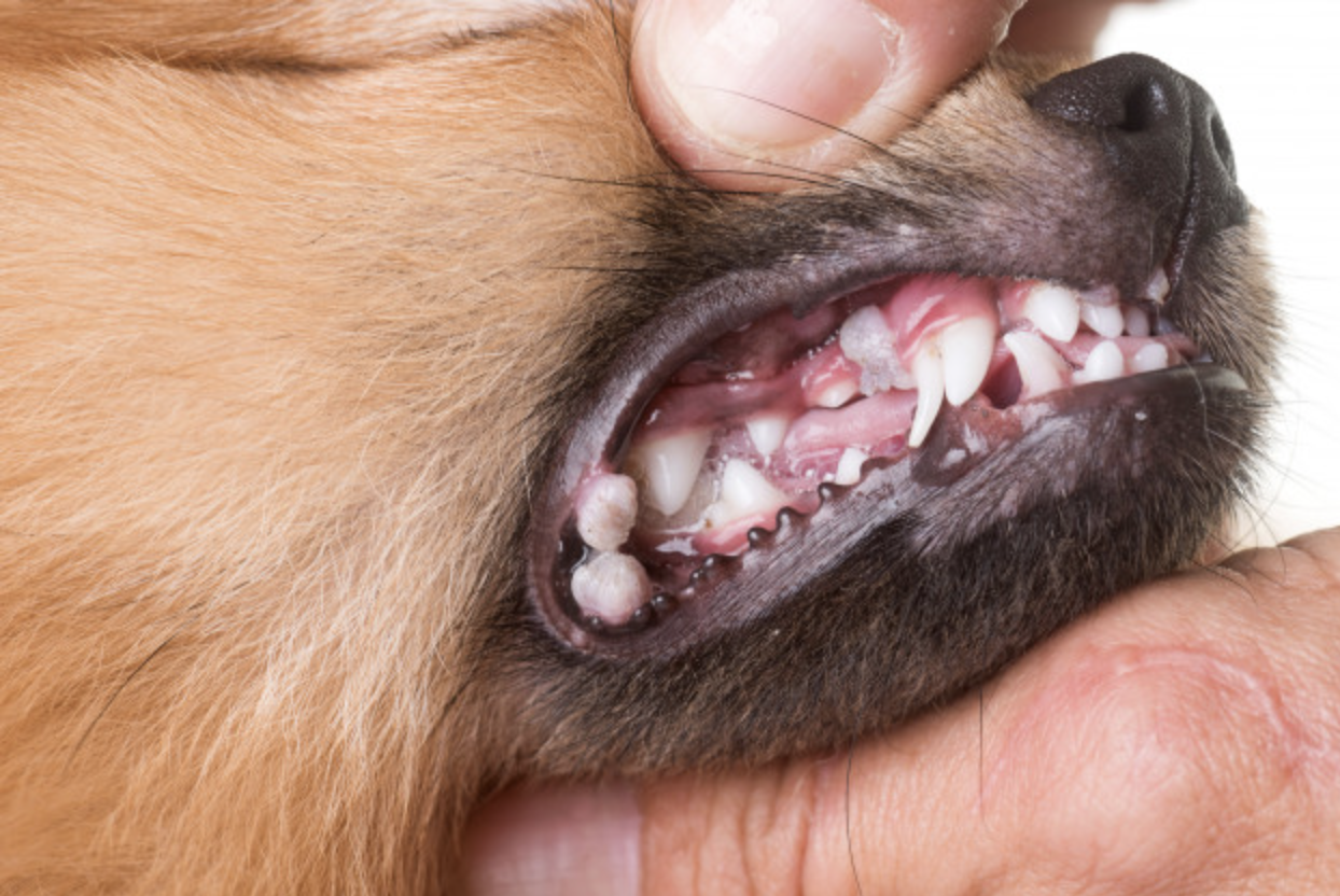 papiloma en perros en la boca tratamiento