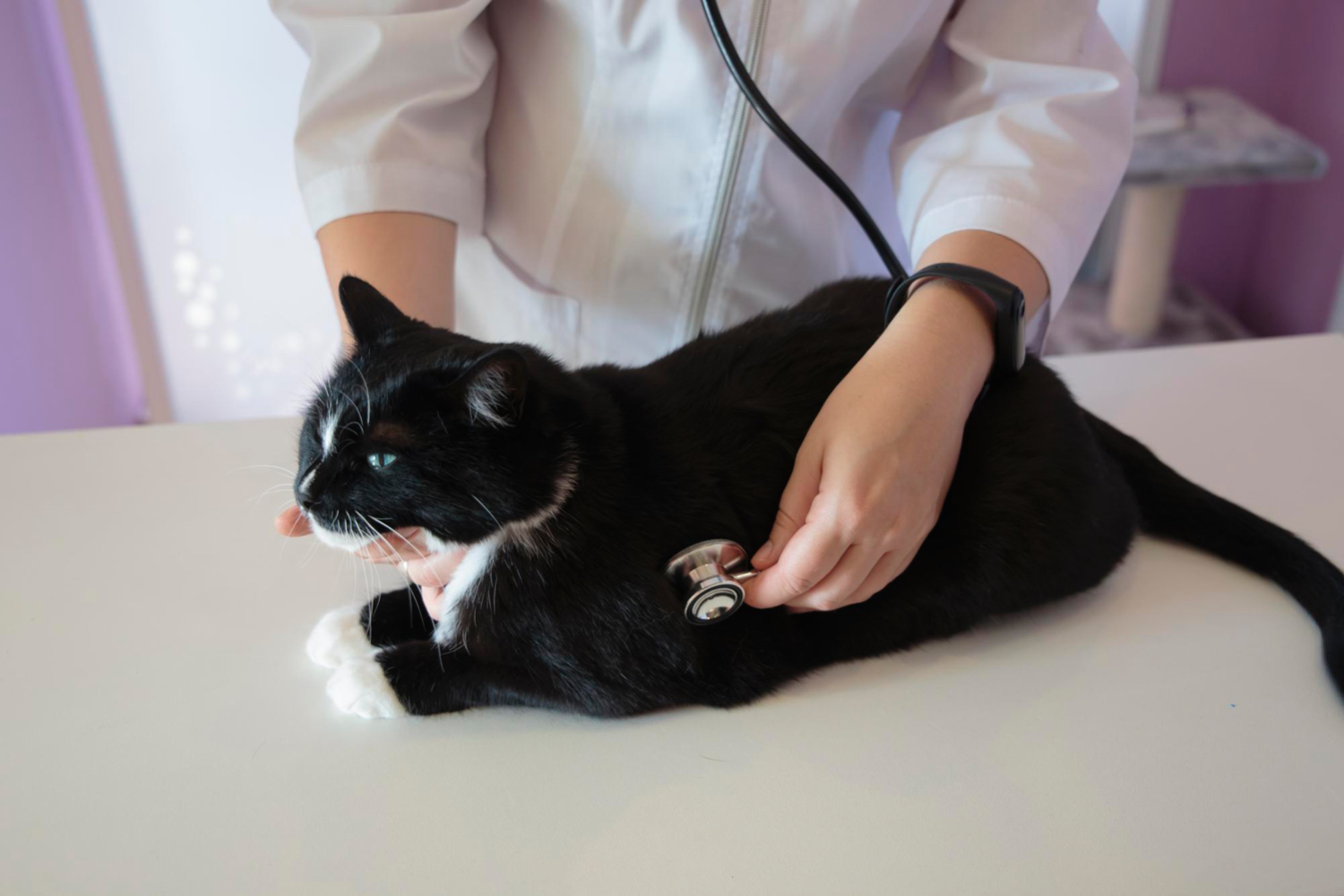 Evaluación de causas cardíacas en gatos disneicos, foto veterinario