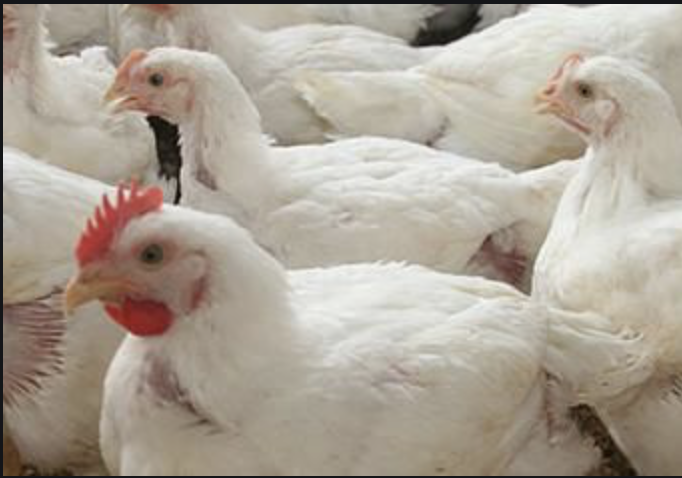 Las razas de pollos de crecimiento lento son más saludables y felices,  según un estudio - Axon Comunicacion. Expertos en soluciones integrales.