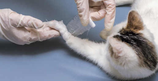 AXON COMUNICACION, Valoración del dolor crónico en gatos