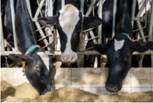 AXON COMUNICACION, Contenido de urea y proteína en la leche de tanque en las explotaciones lecheras de Cantabria 