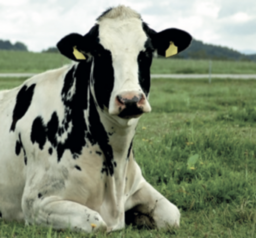 AXON COMUNICACION, Control eficaz de parásitos en explotaciones de vacas de leche