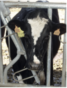 AXON COMUNICACION, Actualización de los principales agentes etiológicos implicados en el diagnóstico de procesos respiratorios y digestivos de ganado bovino