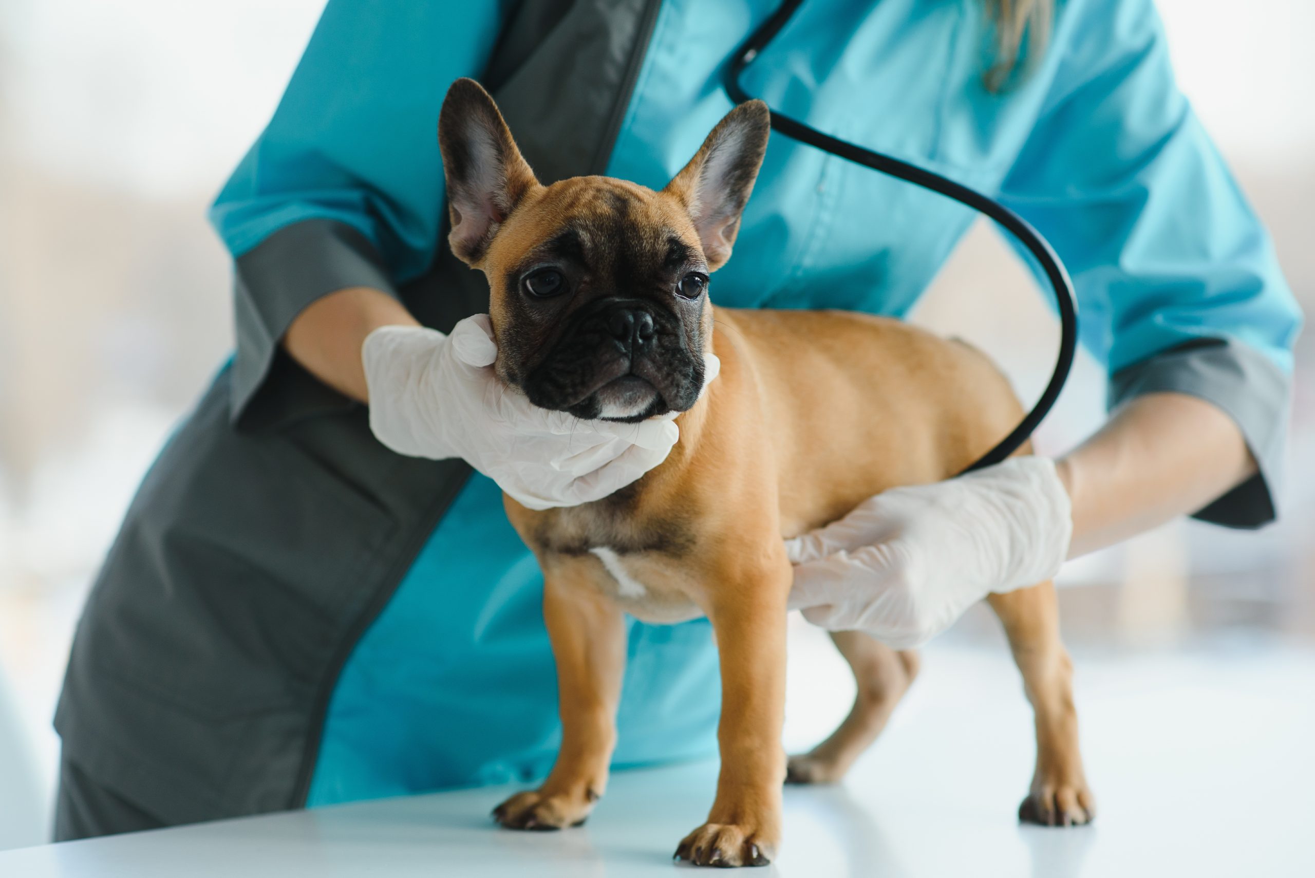 AXON COMUNICACION, Diagnóstico de rotura del atrio derecho secundaria a hemangiosarcoma atrial canino mediante microburbujas
