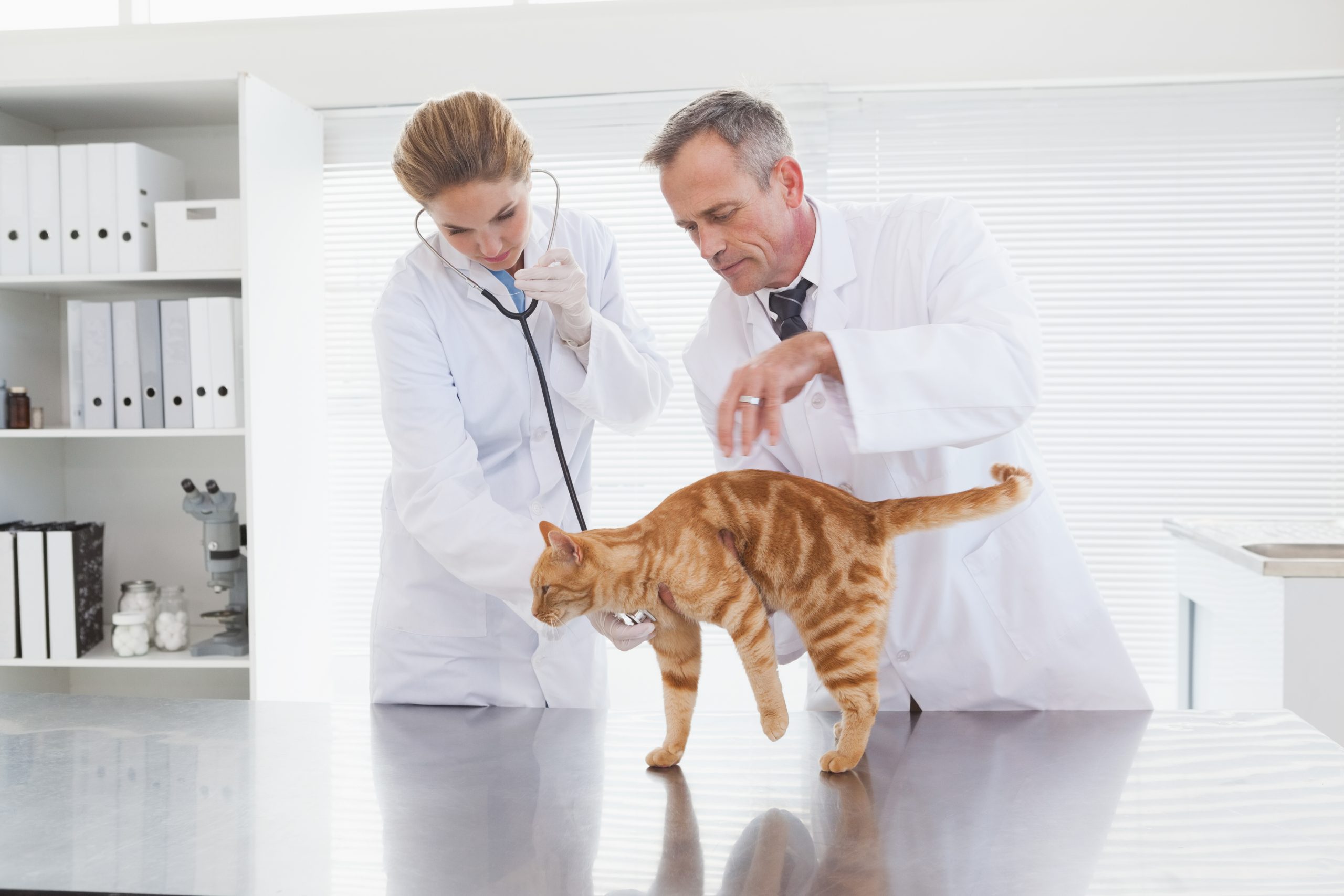 AXON COMUNICACION, Divertículo subaracnoideo en un gato diagnosticado por resonancia magnética de alto campo