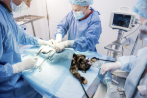 AXON COMUNICACION, AINE, gatos y anestesia ¿están en riesgo los riñones?