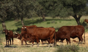 El Consejo Andaluz rechaza las afirmaciones del ministro Alberto Garzón sobre el sector cárnico y la ganadería