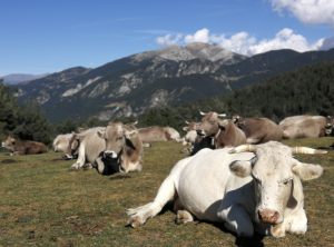 AXON COMUNICACION, Los riesgos acerca de la tuberculosis bovina se perciben de manera diferente en las grandes y pequeñas explotaciones