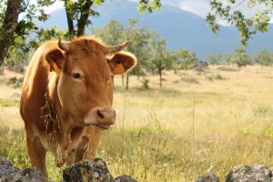 AXON COMUNICACION, NOTICIAS VETERINARIAS, Miles de hectáreas protegidas de los incendios del verano gracias al pastoreo del ganado 