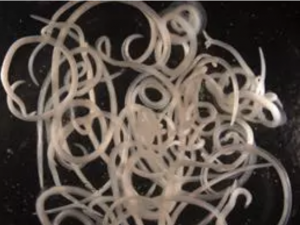 Ejemplares de 'Anisakis' extraídos de una merluza infectada