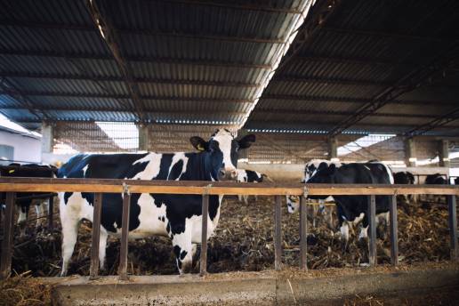 AXON COMUNICACION, COAG insta a que se revisen todos los contratos de compraventa de leche entre ganaderos e industria