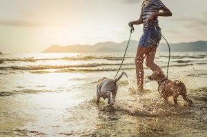 axon comunicacion, Consejos para un día de playa con tu perro
