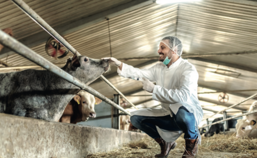 AXON COMUNICACION, Terapia de fluidos para vacas lecheras