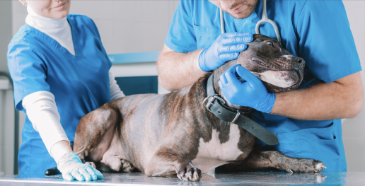 AXON COMUNICACION, Pancreatitis en perros