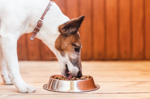 axon comunicacion, Fundación Affinity donará más de 50 toneladas de alimentos para perros y gatos a familias en riesgo de exclusión social