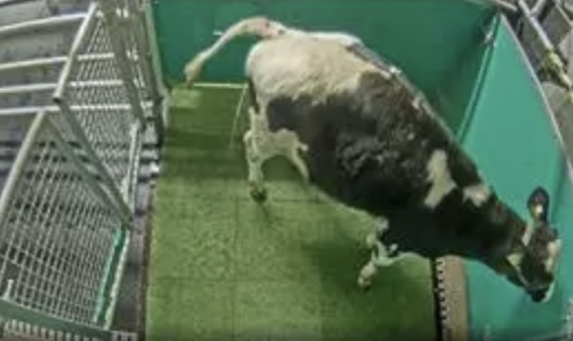 AXON COMUNICACION, Investigadores enseñan a vacas a usar letrinas para reducir las emisiones de amoniaco