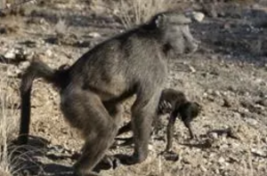 AXON COMUNICACION, Madres primates acarrean bebés muertos como expresión de duelo