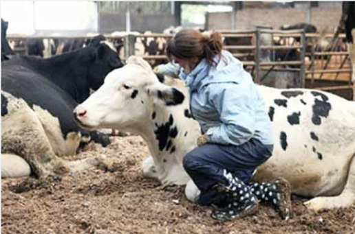 AXON COMUNICACION, Usar el conocimiento del comportamiento social del ganado para mejorar el bienestar