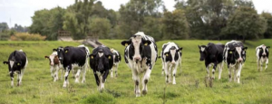 AXON COMUNICACION, Usar el conocimiento del comportamiento social del ganado para mejorar el bienestar
