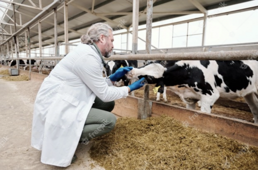 AXON COMUNICACION, El análisis por RNA-Seq de la válvula ileocecal y sangre periférica de bovinos Holstein infectados con Mycobacterium avium subsp. paratuberculosis, muestra una desregulación de la vía de señalización CXCL8 / IL8.