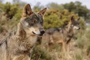 AXON COMUNICACION, Cazar lobos estará prohibido en toda España a partir de mañana