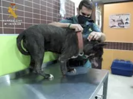 AXON COMUNICACION, Investigan al dueño de un perro con una pata parcialmente amputada y que se encontraba malnutrido