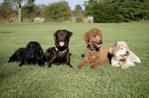 axon comunicacion, Madrid acogerá 6.000 perros de todas las razas este fin de semana