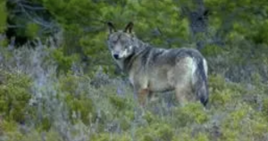 AXON COMUNICACION, Convivencia entre humanos y el lobo es posible