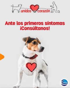 AXON COMUNICACION, Celebra el Mes del Corazón con Ceva Salud Animal