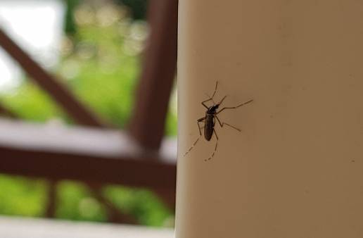 AXON COMUNICACION, La población de mosquito tigre disminuye este verano